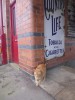 The Rushden station cat