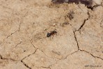 a mravenci pemleli kde by pomohli