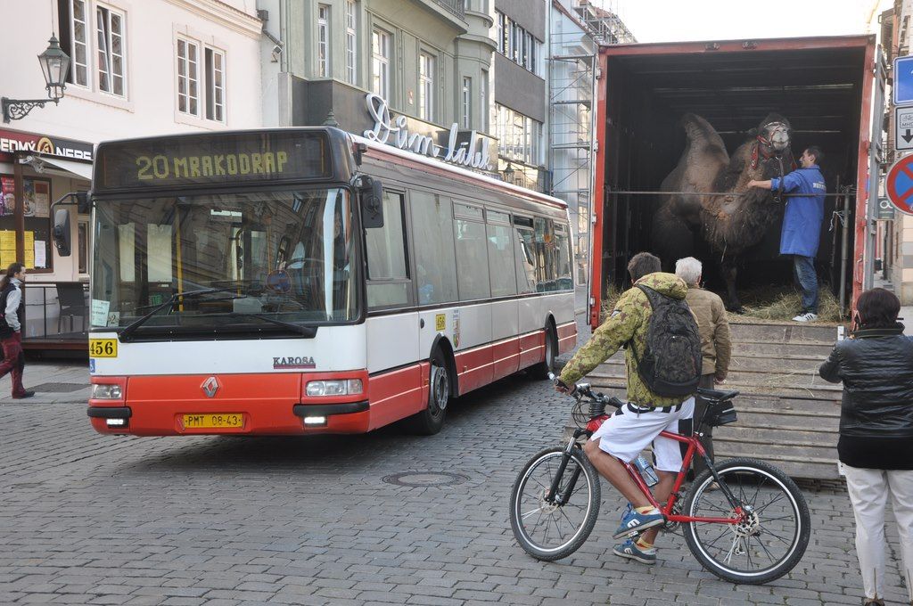 Bus 456 a velbloud, Frantiknsk ulice, 4.10.2013
