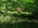 stejn� zv��ina - jak dlouho vydr�ela st�t!