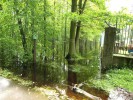 Voda v lese