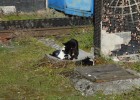 Trocha �k�dlen�...