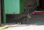 Tento obr�zek