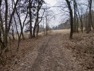 trasa vch�z� do lesa, pohled k Tr.