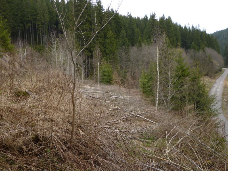 vlevo hlavn tra, uprosted s pokcenmi stromky odboka Strundeno