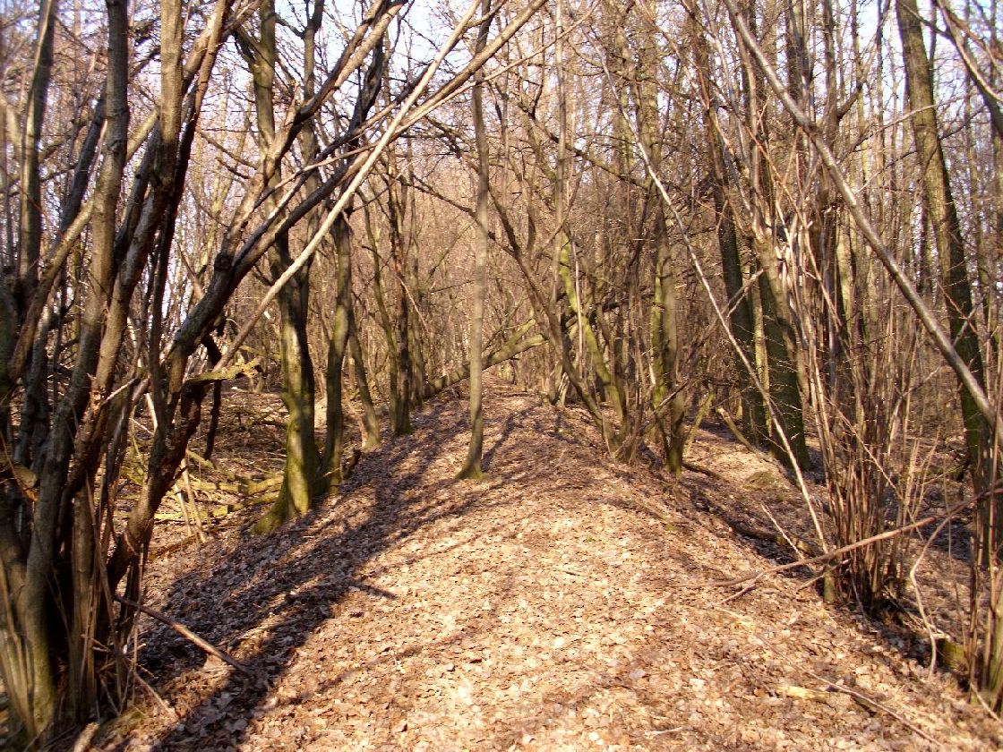 V lese mezi Ostravou a Polankou.
