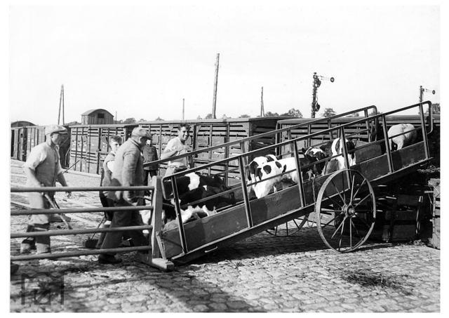 Vagonovn telat, dopravna Schivelbein, Pomoany, dnes widwin, 1934, foto RVM (Jaster)
