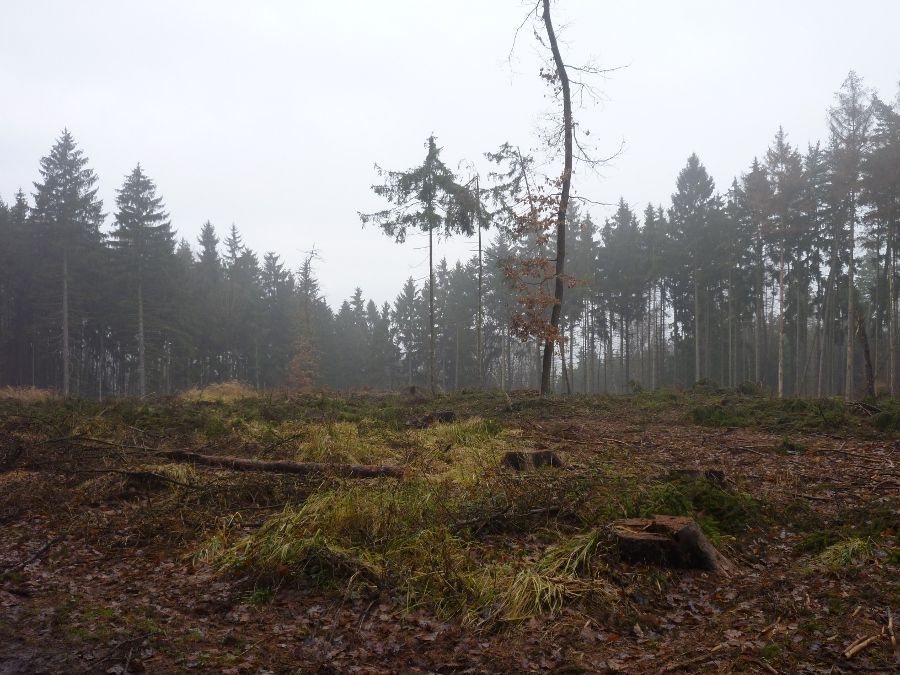 Je�t� v l�t� tam byla p�kn� smr�ina a dnes...