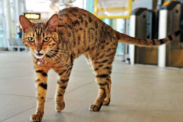 Paul the Liverpool south Parkway station cat
