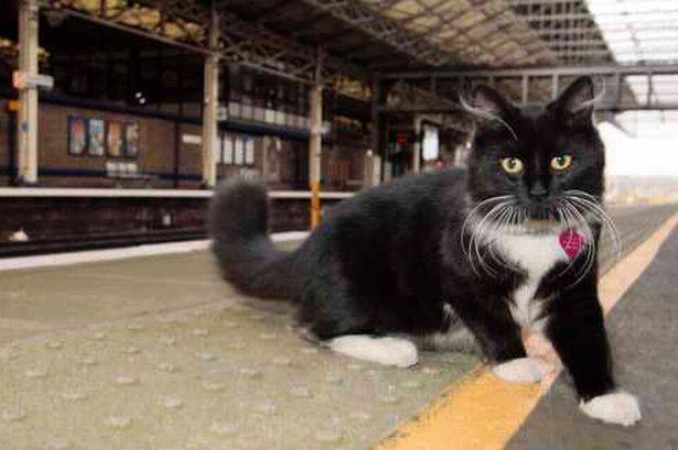Felix the Huddersfield Railway Station cat