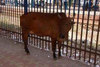 Obligátní výjev hinduistické Indie - posvátná kráva v příchodu na nástupiště (stanice Khar Road).